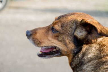 Şirin kahverengi köpek mutlu görünüyor.