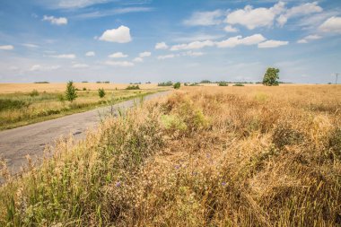 Yazın tarlaların arasında yol