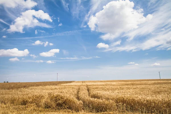 Bazı Beyaz Bulutlar Ile Mavi Bir Gökyüzü Altında Buğday Tarlası — Stok fotoğraf