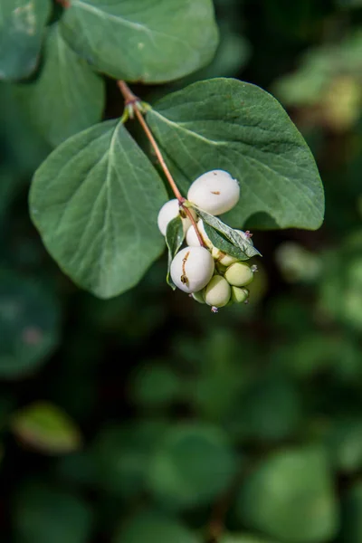 Vanlig Snöbärsväxt Nära Håll — Stockfoto