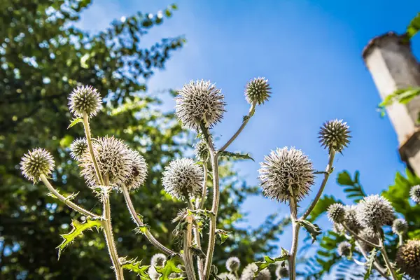 Globe Thistle Anläggning Sommaren Nära Håll — Stockfoto