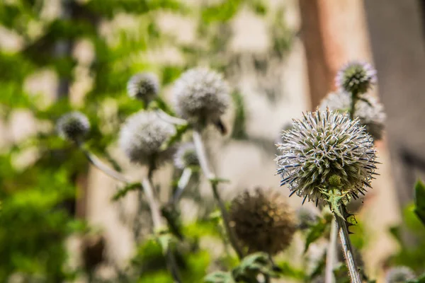 Globe Thistle Anläggning Sommaren Nära Håll — Stockfoto