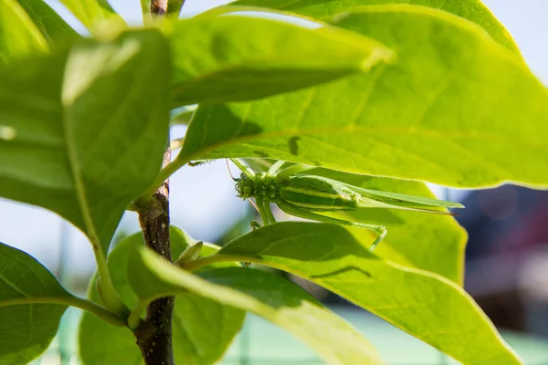 Heuschrecke Auf Einem Blatt Magnolienpflanze — Stockfoto