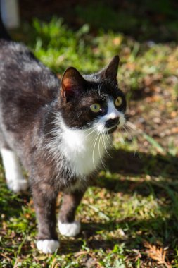 Güneşli bir günde, bir bahçede siyah beyaz bir kedi