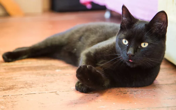 Gato Negro Con Lengua Sobresaliendo Tumbado Suelo Madera — Foto de Stock