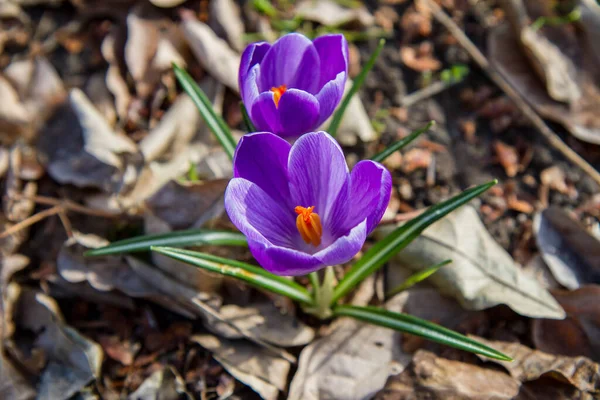 Flor Cocodrilo Púrpura Floreciendo Principios Primavera —  Fotos de Stock