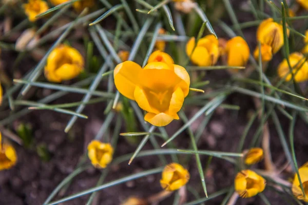 Flores Cocodrilo Amarillo Floreciendo Principios Primavera —  Fotos de Stock