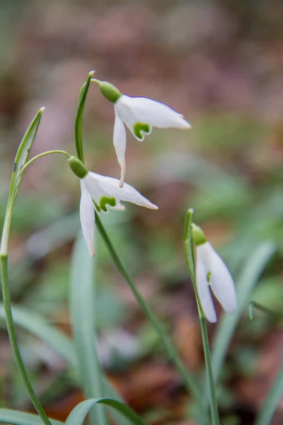 Gouttes Neige Fleurissant Début Printemps — Photo