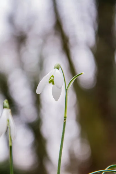 早春に咲く雪滴 — ストック写真