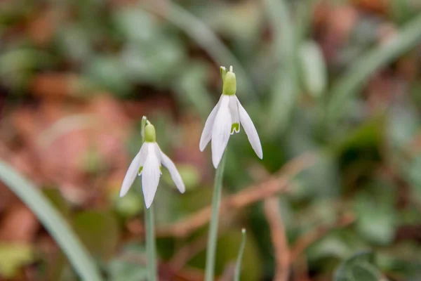 Bucaneve Fioritura All Inizio Della Primavera — Foto Stock