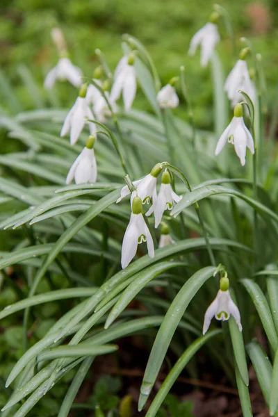 Snowdrops Blooming Early Spring — Stock Photo, Image
