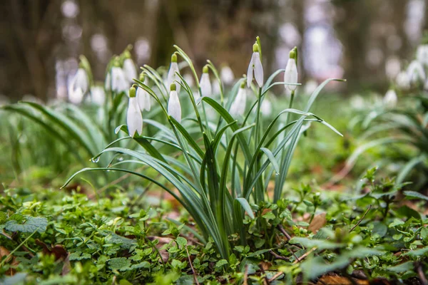 Snowdrops Blooming Early Spring — Stock Photo, Image