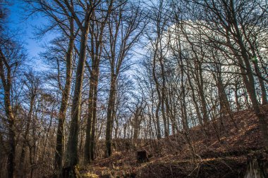 Ormandaki ağaçlar mavi gökyüzüne karşı beyaz bulutlarla görülür.