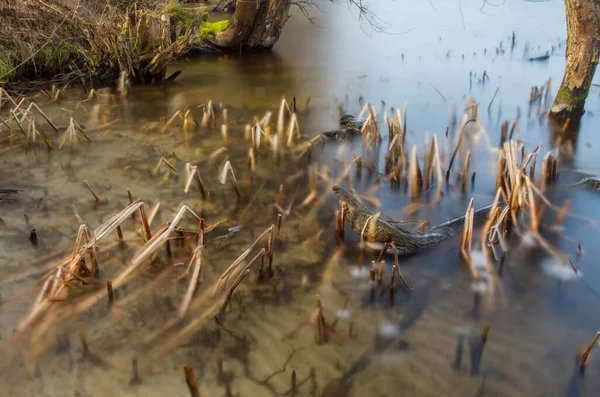 Lago Início Primavera Exposição Longa — Fotografia de Stock