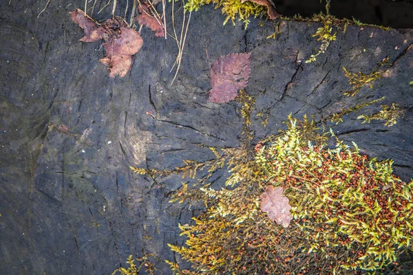 Corte Troncos Árvore Cima Lavados Por Elementos Cobertos Por Musgo — Fotografia de Stock