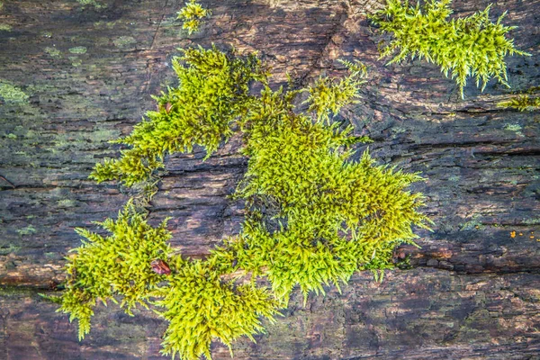 Background Wooden Log Covered Moss Close — Stock Photo, Image