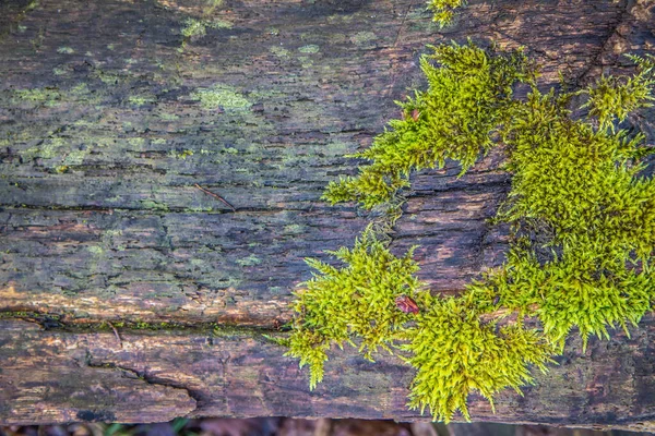 特写中覆盖着苔藓的木制圆木 — 图库照片