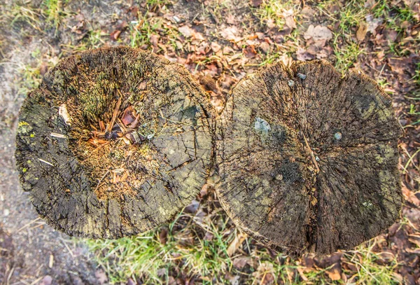 Dva Pokácené Kmeny Stromů Shora — Stock fotografie