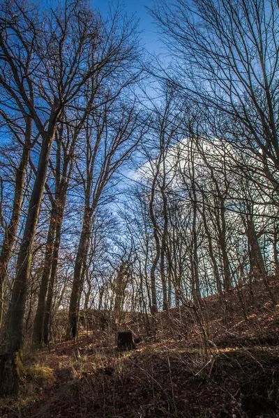 Árvores Uma Floresta Vista Para Cima Contra Céu Azul Com — Fotografia de Stock