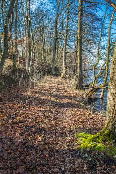 Stezka Břehu Jezera Lese — Stock fotografie