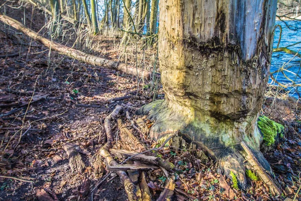 Bomen Beschadigd Door Bevers Aan Een Meer — Stockfoto