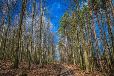 Üzerinde bulutlar olan mavi gökyüzü olan bir ormandan geçen toprak bir yol.