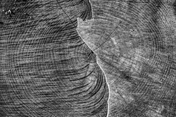 Поперечное Сечение Ствола Дерева Вблизи — стоковое фото