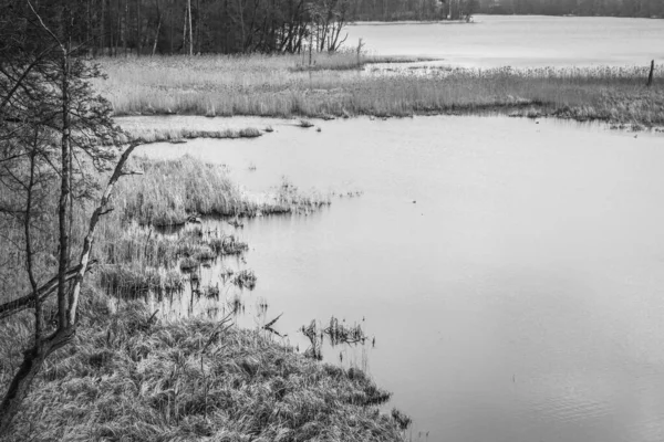 Lago Blanco Negro Con Caña Vista Junto Orilla —  Fotos de Stock