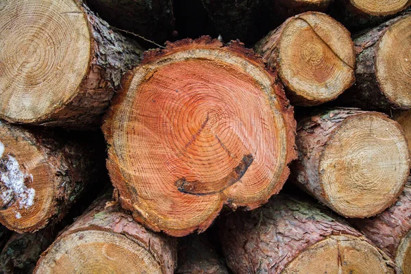 Reduza Troncos Árvore Uma Pilha Uma Floresta — Fotografia de Stock