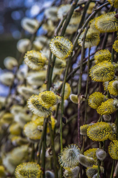 Des Chatons Fleurs Sur Saule — Photo