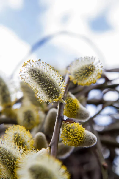 柳の上の花のカタツムリ — ストック写真