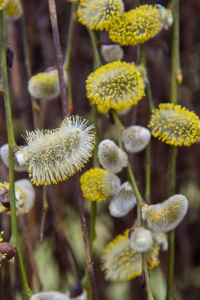 Flowering Catkins Willow — Stock Photo, Image