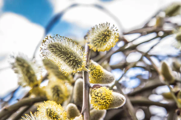 Flowering Catkins Willow — Stock Photo, Image