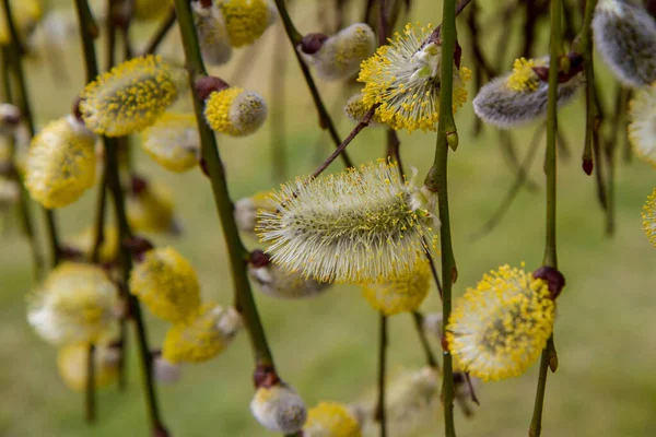 Flowering Catkins Willow — Stock Photo, Image