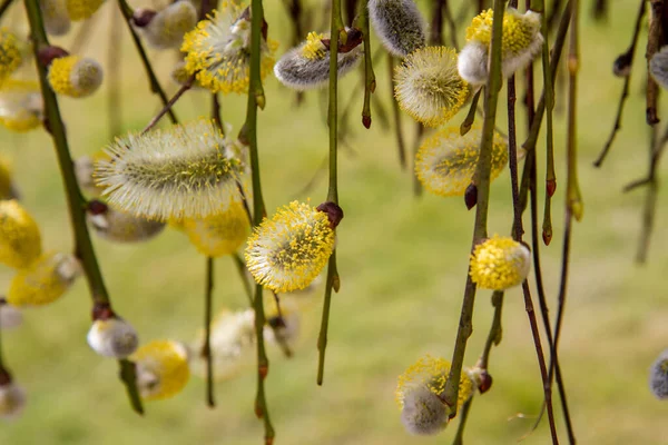 Flowering Catkins Willow — Stock Photo, Image