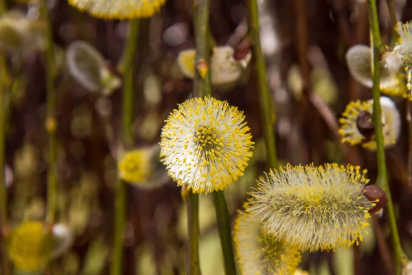 Blütenkätzchen Auf Einer Weide — Stockfoto