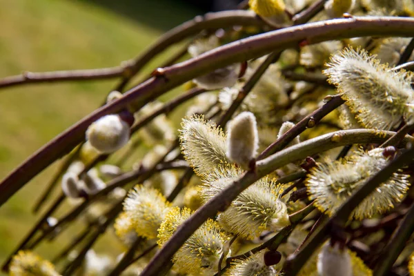 柳の上の花のカタツムリ — ストック写真
