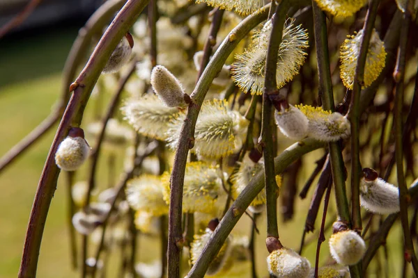 柳の上の花のカタツムリ — ストック写真