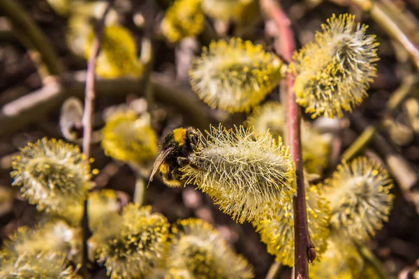Bumblebee Söğüt Ağacının Çiçek Açmış Katkinleri Üzerine — Stok fotoğraf