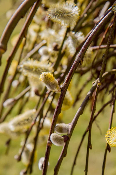 柳の上の花のカタツムリ — ストック写真