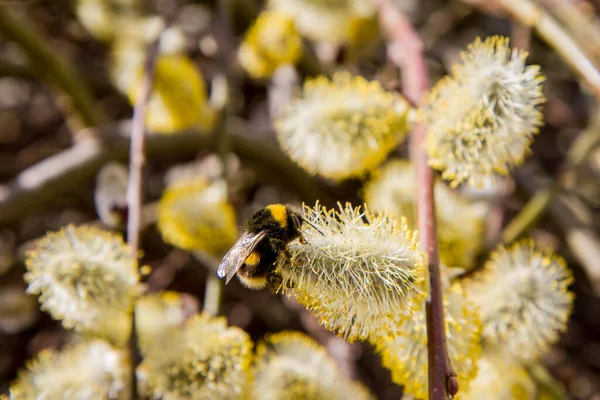 Bumblebee Flowering Catkins Willow — Stock Photo, Image