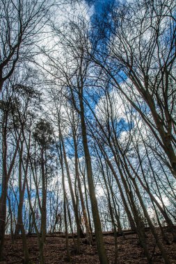 Ormandaki ağaçlar mavi gökyüzüne karşı beyaz bulutlarla görülür.