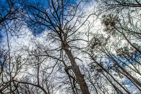 白い雲が立ち並ぶ青い空の上に見える森の木々 — ストック写真