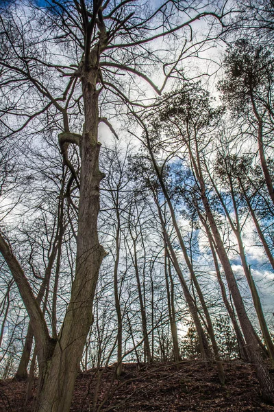 Árvores Uma Floresta Vista Para Cima Contra Céu Azul Com — Fotografia de Stock