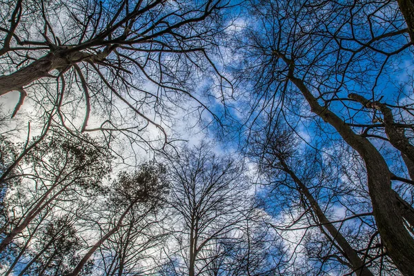 Árboles Bosque Visto Hacia Arriba Contra Cielo Azul Con Algunas — Foto de Stock