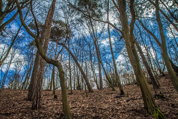 Árboles Bosque Visto Hacia Arriba Contra Cielo Azul Con Algunas — Foto de Stock