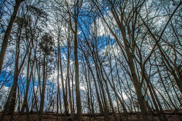 Bomen Een Bos Naar Boven Gezien Tegen Een Blauwe Lucht — Stockfoto