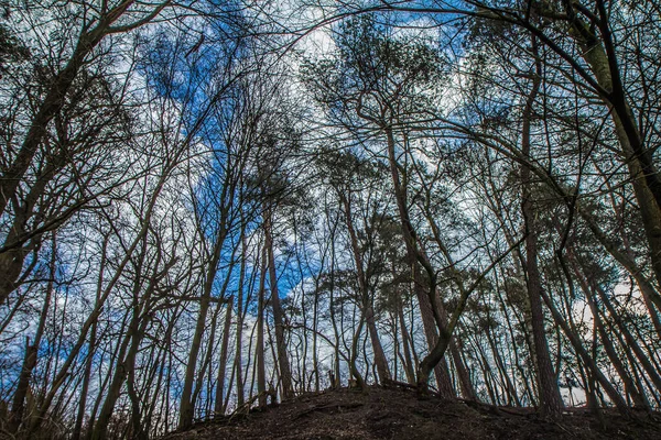Stromy Lese Vidět Vzhůru Proti Modré Obloze Některými Bílými Mraky — Stock fotografie