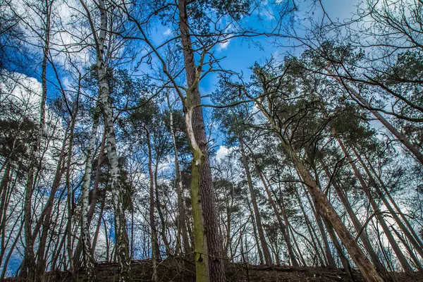 白い雲が立ち並ぶ青い空の上に見える森の木々 — ストック写真