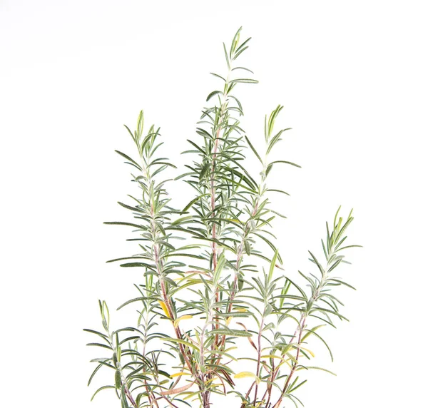 Rosmarin Salvia Rosmarinus Växt Vit Bakgrund — Stockfoto